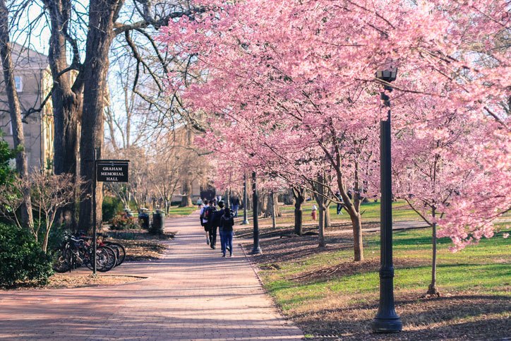 cherry blossoms at unc
